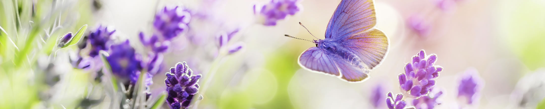 Palliative Care